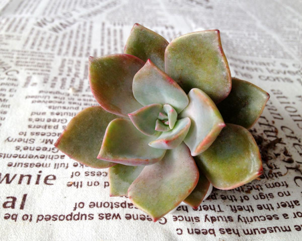 初戀多肉繁殖方法?初戀多肉又叫什么名字?【圖】