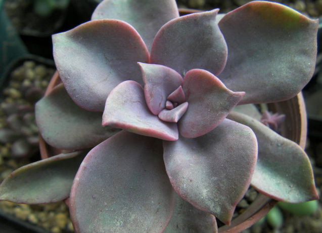 初戀多肉繁殖方法?初戀多肉又叫什么名字?【圖】