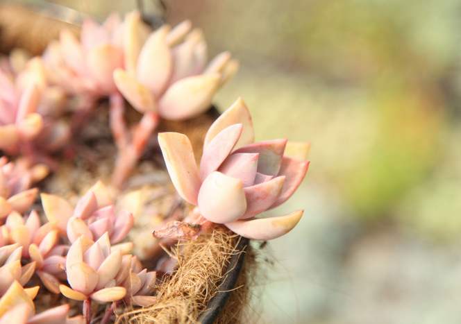 初戀多肉繁殖方法?初戀多肉又叫什么名字?【圖】