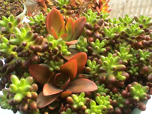 玉米石怎么養(yǎng)?玉米石和虹之玉的區(qū)別【圖】