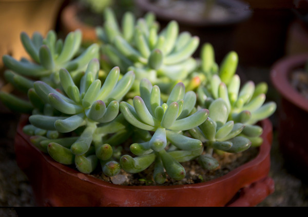 玉米石怎么養(yǎng)?玉米石和虹之玉的區(qū)別【圖】