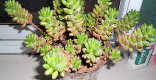 玉米石怎么養(yǎng)?玉米石和虹之玉的區(qū)別【圖】