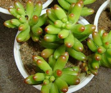 玉米石怎么養(yǎng)?玉米石和虹之玉的區(qū)別【圖】