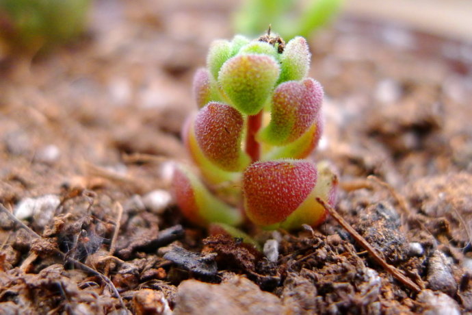 春之奇跡怎么養(yǎng)?春之奇跡為什么貴？【圖】