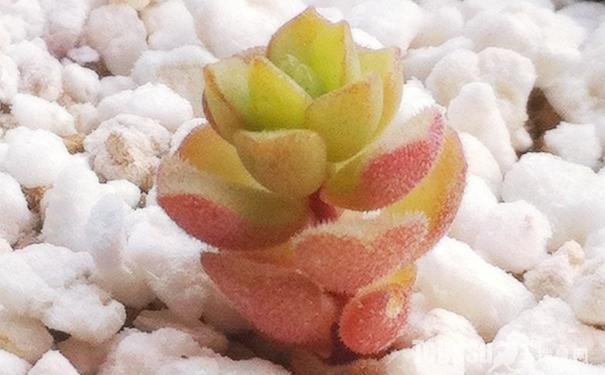 春之奇跡怎么養(yǎng)?春之奇跡為什么貴？【圖】