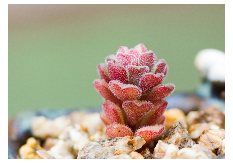 春之奇跡怎么養(yǎng)?春之奇跡為什么貴？【圖】