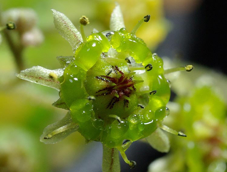 魔南景天怎么養(yǎng)？魔南景天多肉介紹？魔南景天澆水方法？【圖】
