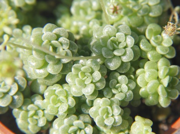 魔南景天怎么養(yǎng)？魔南景天多肉介紹？魔南景天澆水方法？【圖】