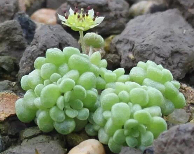 魔南景天怎么養(yǎng)？魔南景天多肉介紹？魔南景天澆水方法？【圖】