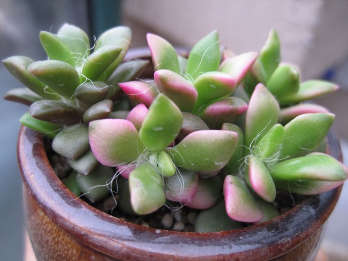 吹雪之松錦的養(yǎng)護(hù)？吹雪之松錦的養(yǎng)殖方法？【圖】