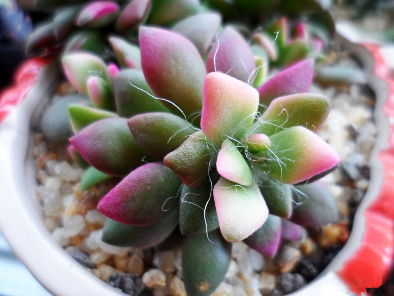 吹雪之松錦的養(yǎng)護(hù)？吹雪之松錦的養(yǎng)殖方法？【圖】