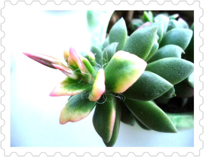 吹雪之松錦的養(yǎng)護(hù)？吹雪之松錦的養(yǎng)殖方法？【圖】