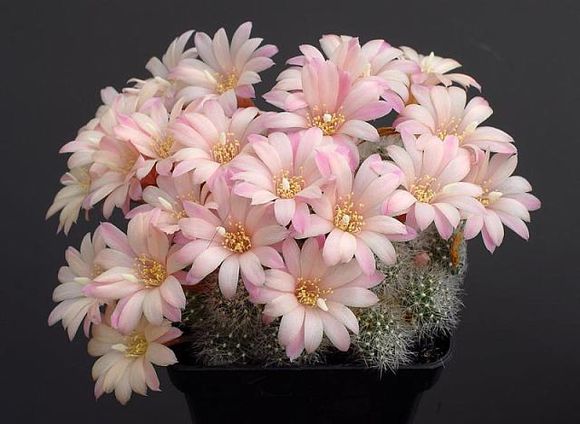 仙人球子孫球怎么養(yǎng)？子孫球的養(yǎng)殖方法？【圖】