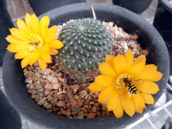 仙人球子孫球怎么養(yǎng)？子孫球的養(yǎng)殖方法？【圖】