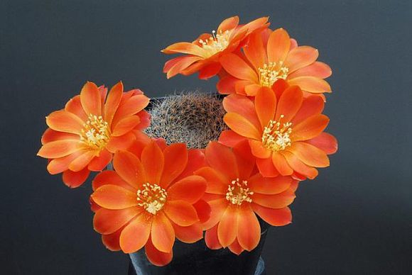 仙人球子孫球怎么養(yǎng)？子孫球的養(yǎng)殖方法？【圖】