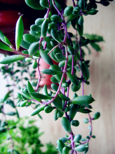 紫弦月怎么養(yǎng)？紫弦月和佛珠可以拼在一起嗎？【圖】