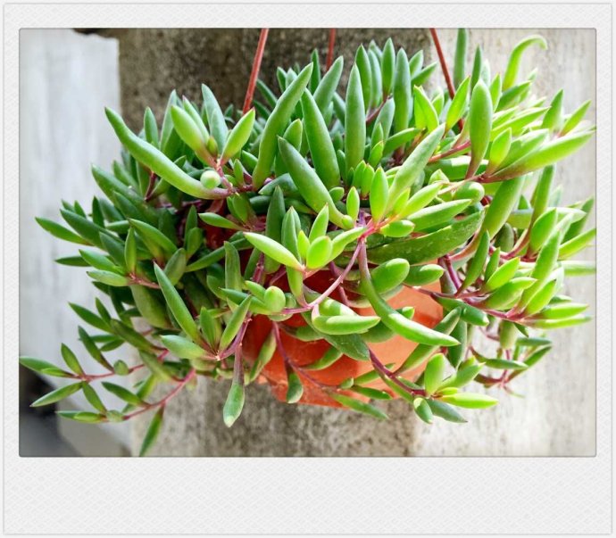 紫弦月怎么養(yǎng)？紫弦月和佛珠可以拼在一起嗎？【圖】