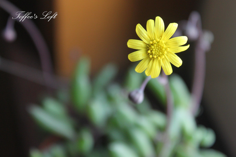 紫弦月怎么養(yǎng)？紫弦月和佛珠可以拼在一起嗎？【圖】