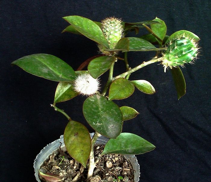 葉仙人掌的養(yǎng)殖方法？葉仙人掌嫁接蟹爪蘭？【圖】