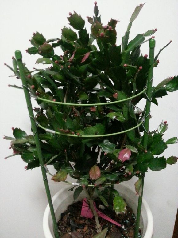 葉仙人掌的養(yǎng)殖方法？葉仙人掌嫁接蟹爪蘭？【圖】