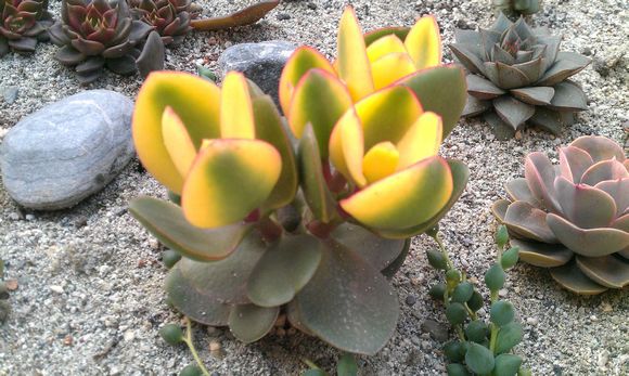 黃金花月的養(yǎng)殖方法？黃金花月有毒嗎?？【圖】