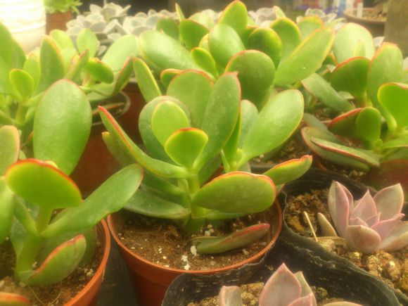 黃金花月的養(yǎng)殖方法？黃金花月有毒嗎?？【圖】