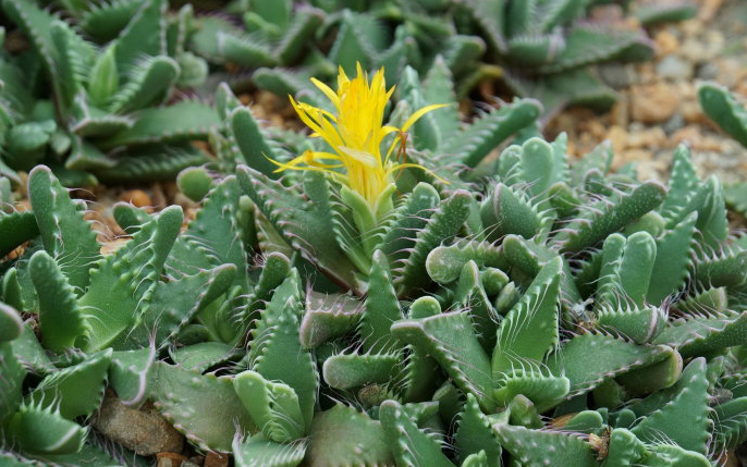 四海波怎么養(yǎng)？四海波和怒濤的區(qū)別？【圖】