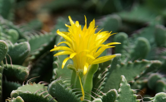 四海波怎么養(yǎng)？四海波和怒濤的區(qū)別？【圖】