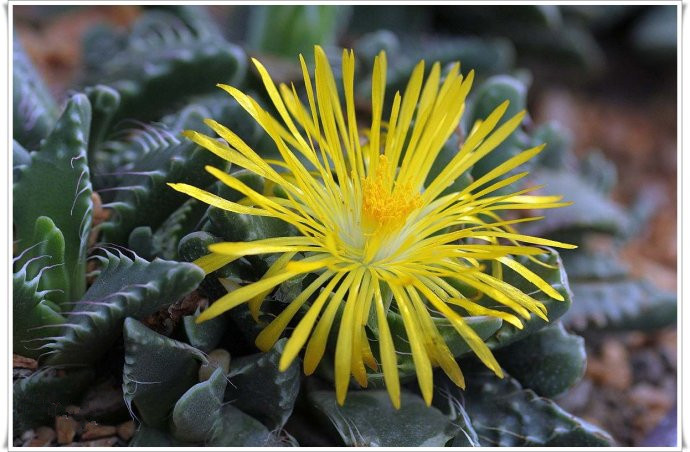 四海波怎么養(yǎng)？四海波和怒濤的區(qū)別？【圖】