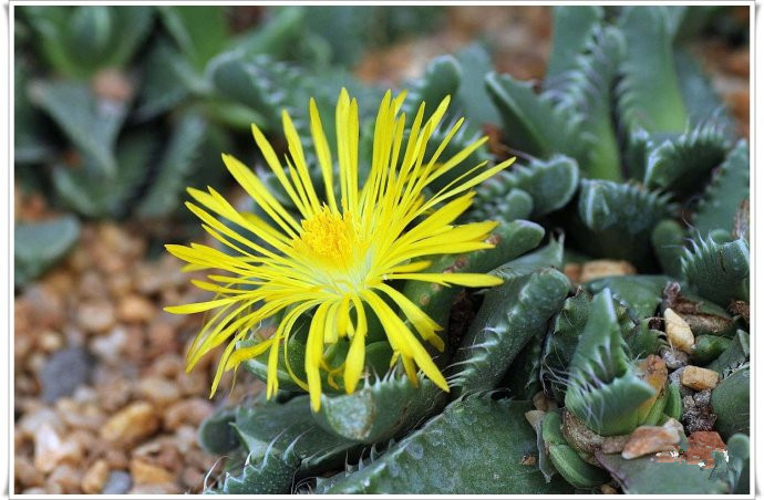 四海波怎么養(yǎng)？四海波和怒濤的區(qū)別？【圖】