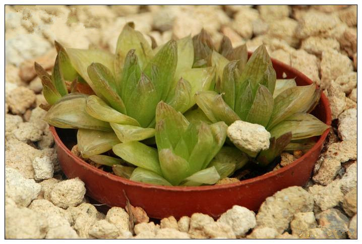 凝脂菊怎么養(yǎng)？凝脂菊的養(yǎng)殖方法和注意事項(xiàng)？【圖】