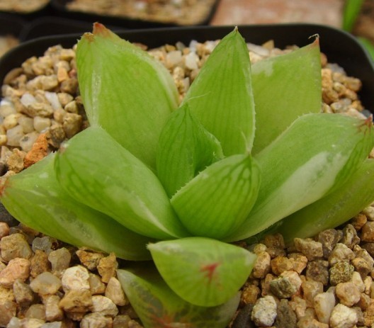 凝脂菊怎么養(yǎng)？凝脂菊的養(yǎng)殖方法和注意事項(xiàng)？【圖】