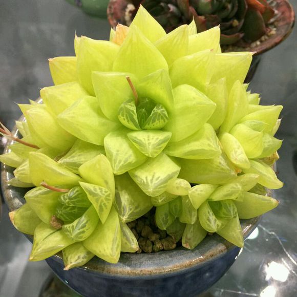 凝脂菊怎么養(yǎng)？凝脂菊的養(yǎng)殖方法和注意事項(xiàng)？【圖】