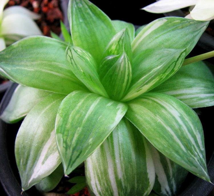 凝脂菊怎么養(yǎng)？凝脂菊的養(yǎng)殖方法和注意事項(xiàng)？【圖】