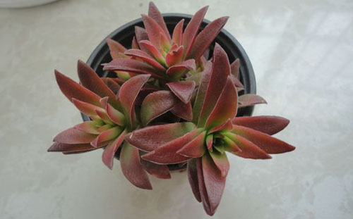 赤鬼城怎么養(yǎng)？赤鬼城和火祭的區(qū)別？【圖】