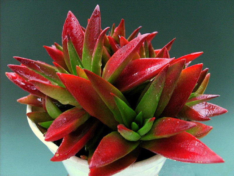 赤鬼城怎么養(yǎng)？赤鬼城和火祭的區(qū)別？【圖】