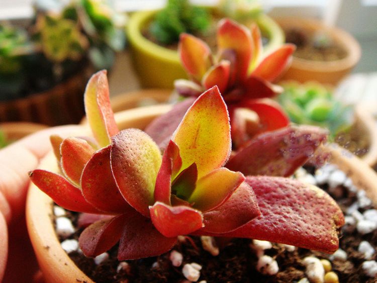 赤鬼城怎么養(yǎng)？赤鬼城和火祭的區(qū)別？【圖】