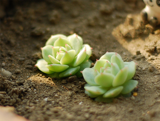 靜夜多肉怎么養(yǎng)？靜夜多肉怎樣養(yǎng)出老樁？【圖】