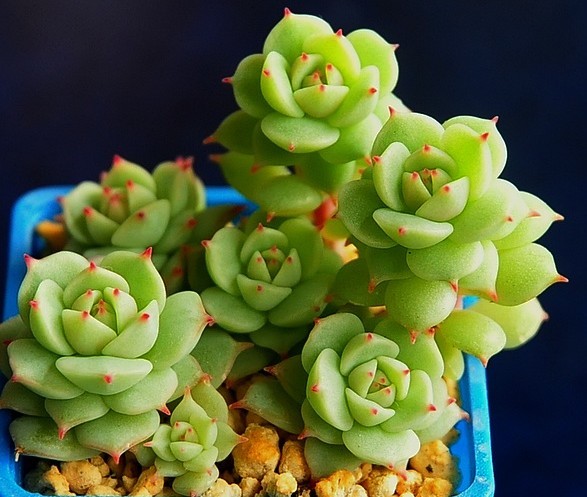 靜夜多肉怎么養(yǎng)？靜夜多肉怎樣養(yǎng)出老樁？【圖】