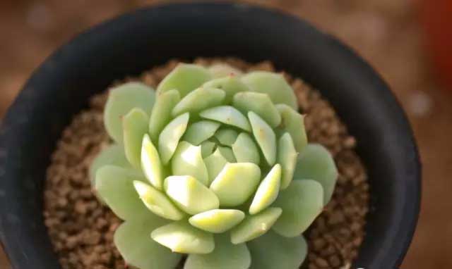 靜夜多肉怎么養(yǎng)？靜夜多肉怎樣養(yǎng)出老樁？【圖】