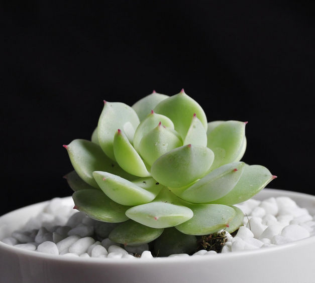 靜夜多肉怎么養(yǎng)？靜夜多肉怎樣養(yǎng)出老樁？【圖】