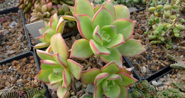 紅緣蓮花掌怎么養(yǎng)？多肉植物艷日輝和紅緣蓮花掌的區(qū)別 ？【圖】