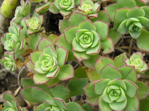 紅緣蓮花掌怎么養(yǎng)？多肉植物艷日輝和紅緣蓮花掌的區(qū)別 ？【圖】