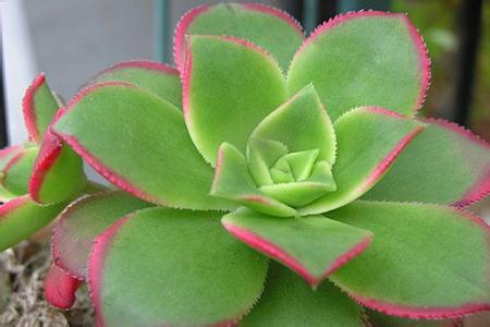 紅緣蓮花掌怎么養(yǎng)？多肉植物艷日輝和紅緣蓮花掌的區(qū)別 ？【圖】