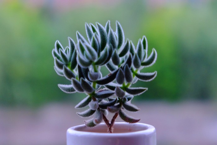 絨針多肉怎么養(yǎng)？絨針多肉養(yǎng)多久會(huì)爆盆？【圖】