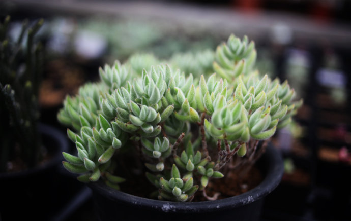 絨針多肉怎么養(yǎng)？絨針多肉養(yǎng)多久會(huì)爆盆？【圖】