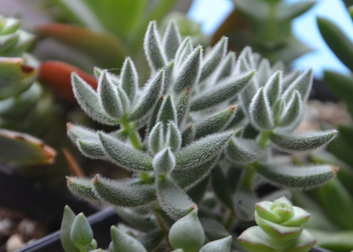 絨針多肉怎么養(yǎng)？絨針多肉養(yǎng)多久會(huì)爆盆？【圖】