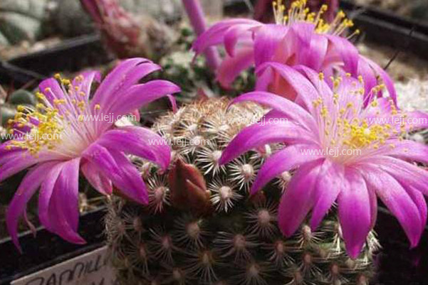 月宮殿怎么養(yǎng)？月宮殿介紹?月宮殿圖片？【圖】