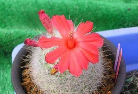 月宮殿怎么養(yǎng)？月宮殿介紹?月宮殿圖片？【圖】