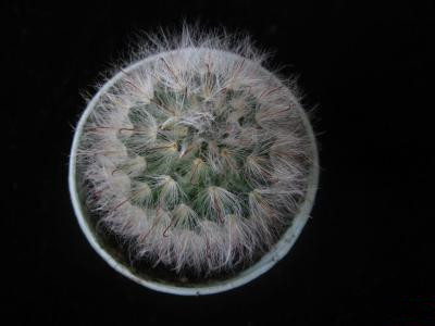 月宮殿怎么養(yǎng)？月宮殿介紹?月宮殿圖片？【圖】